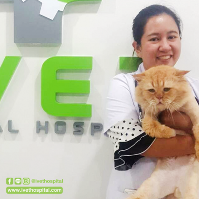 Does a cat need to booster anti-rabies vaccine after being bitten?